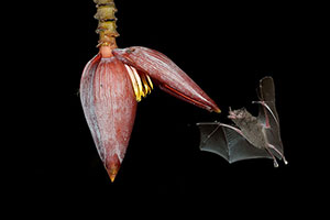 Murciélago siricotero de Pallas (Glossophaga soricina). Boca Tapada