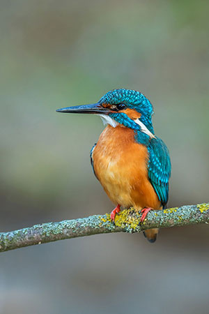 Martín pescador (Alcedo atthis). Delta del Danubio. Rumanía