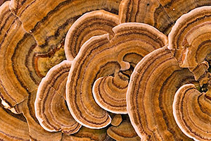 Selva de Irati. Navarra