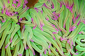 Playa del Silencio. Asturias