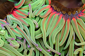 Playa del Silencio. Asturias