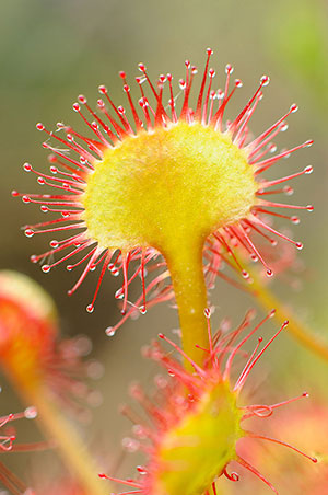 P. Nat. Saja-Besaya. Cantabria