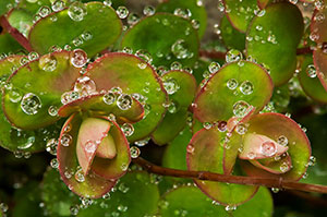 Valle de Tena. Huesca