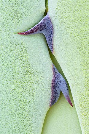 Miraflores de la Sierra. Madrid