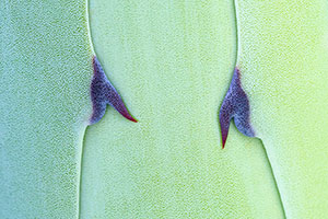 Miraflores de la Sierra. Madrid