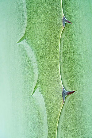 Miraflores de la Sierra. Madrid