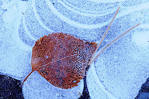 Abedular de Canencia. Madrid