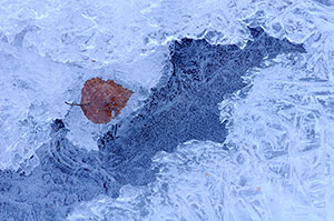 Abedular de Canencia. Madrid