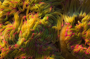 Playa del Silencio. Asturias