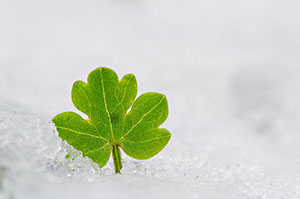 Puerto de Navacerrada. Madrid
