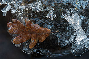 Abedular de Canencia. Madrid