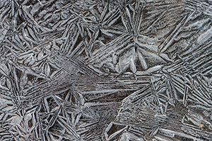 Abedular de Canencia. Madrid