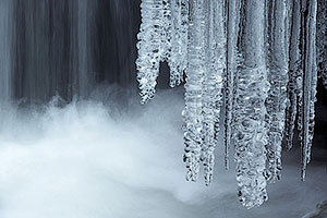 Abedular de Canencia. Madrid