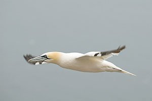 Alcatraz común (Morus bassanus). Bass Rock. Escocia
