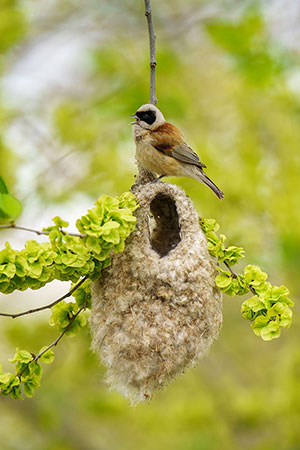 Pájaro moscón europeo (Remiz pendulinus). Parque Polvoranca. Madrid
