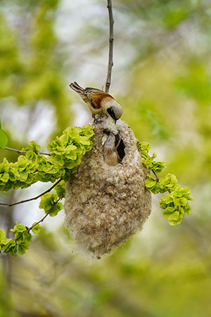 Pájaro moscón europeo (Remiz pendulinus). Parque Polvoranca. Madrid