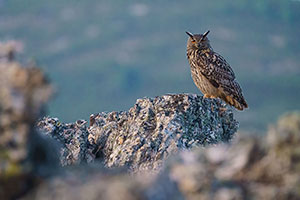Búho real (Bubo bubo). Cañamero. Cáceres