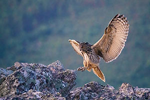 Búho real (Bubo bubo). Cañamero. Cáceres