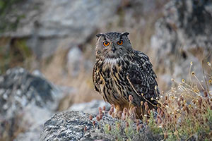 Búho real (Bubo bubo). Cañamero. Cáceres