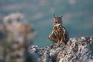 Búho real (Bubo bubo). Cañamero. Cáceres