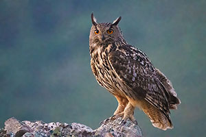 Búho real (Bubo bubo). Cañamero. Cáceres
