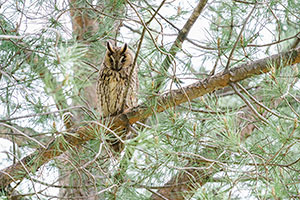 Búho chico (Asio otus). Parque Polvoranca. Madrid