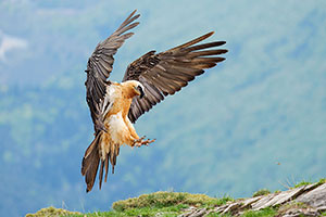 Quebrantahuesos (Gypaetus barbatus). Torla. Huesca