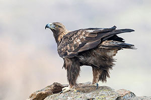 Águila real (Aquila chrysaetos). Navarredonda. Madrid
