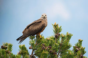 Milano negro (Milvus migrans). Torla. Huesca