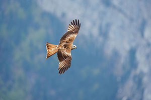 Milano real (Milvus milvus). Torla. Huesca