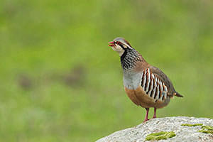 Perdiz roja (Alectoris rufa)​. P. Nat. de la Sierra de Andújar. Jaén