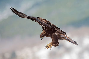 Águila real (Aquila chrysaetos). Navarredonda. Madrid