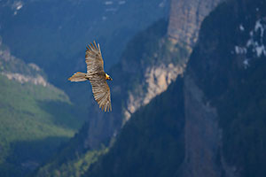 Quebrantahuesos (Gypaetus barbatus). Torla. Huesca