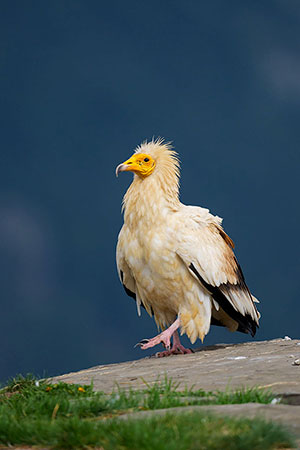 Alimoche común (Neophron percnopterus). Torla. Huesca
