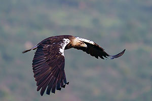 Águila imperial ibérica (Aquila adalberti). Valencia de Alcántara. Cáceres