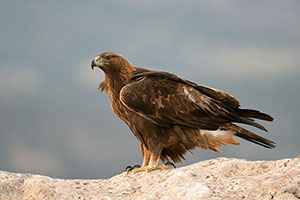 Águila real (Aquila chrysaetos). Sierra Espuña. Murcia