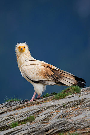 Alimoche común (Neophron percnopterus). Torla. Huesca