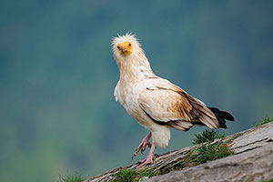 Alimoche común (Neophron percnopterus). Torla. Huesca