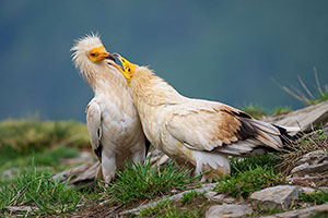Alimoche común (Neophron percnopterus). Torla. Huesca