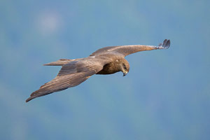 Milano negro (Milvus migrans). Torla. Huesca