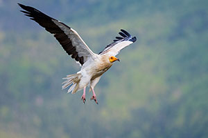 Alimoche común (Neophron percnopterus). Torla. Huesca