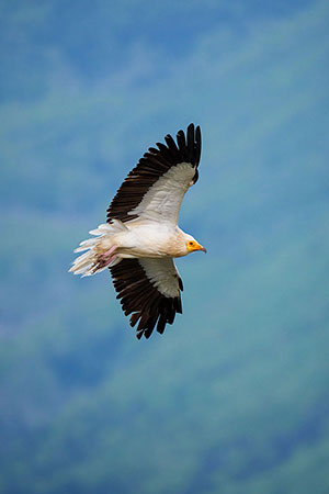 Alimoche común (Neophron percnopterus). Torla. Huesca