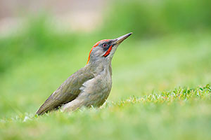 Pito real (Picus viridis). Madrid