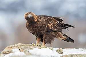 Águila real (Aquila chrysaetos). Navarredonda. Madrid