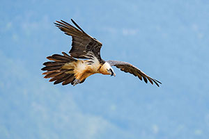 Quebrantahuesos (Gypaetus barbatus). Torla. Huesca