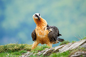 Quebrantahuesos (Gypaetus barbatus). Torla. Huesca