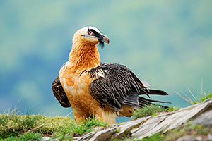 Quebrantahuesos (Gypaetus barbatus). Torla. Huesca