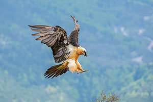 Quebrantahuesos (Gypaetus barbatus). Torla. Huesca