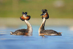 Somormujo lavanco (Podiceps cristatus). Brozas. Cáceres