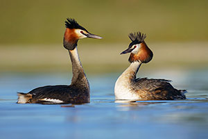 Somormujo lavanco (Podiceps cristatus). Brozas. Cáceres